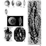 Triadodiscus eomesozoicus (Oberhauser, 1957)