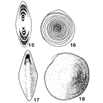 Angulodiscus communis Kristan, 1957