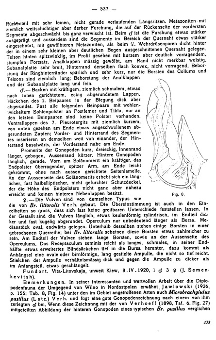Original description Brachyiulus jawlowskii p. 537, fig. 8