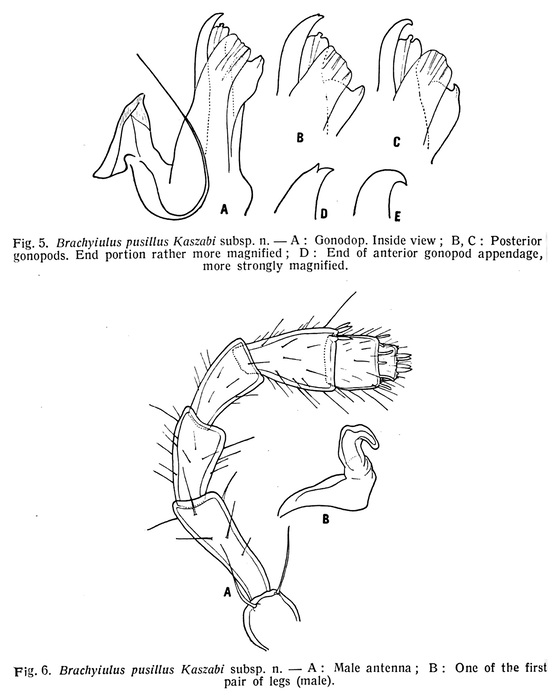 Original description Brachyiulus pusillus kaszabi figs 5, 6