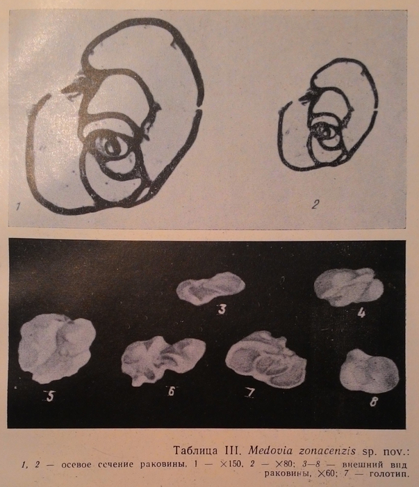 Medovia zonacenzis Borro &amp; Zernetzkij in Zernetskij &amp; Mel'nik, 1975