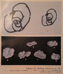 Medovia zonacenzis Borro & Zernetzkij in Zernetskij & Mel'nik, 1975