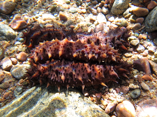 Holothuria mammata