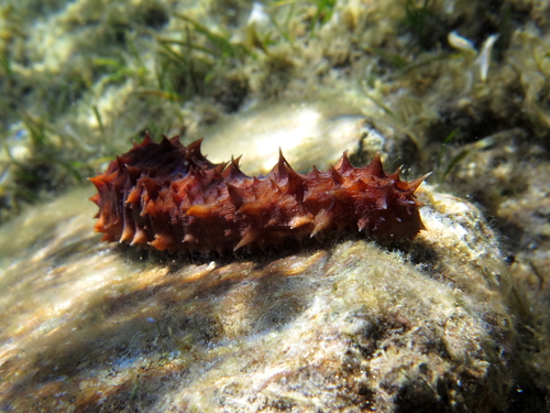 Holothuria mammata