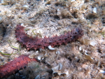 Holothuria mammata