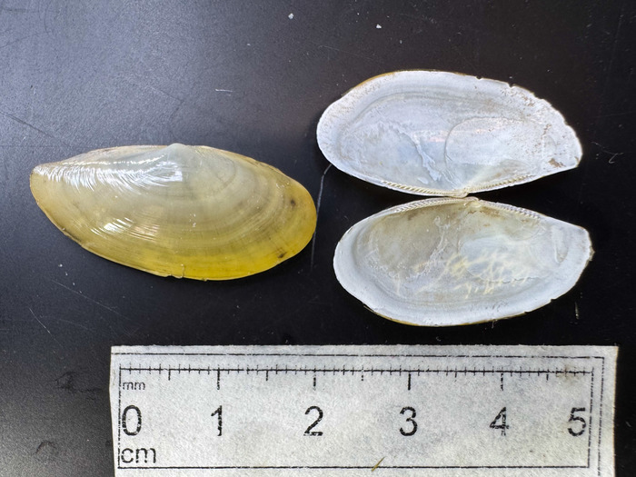 Yoldia hyperborea Baddeck Bay