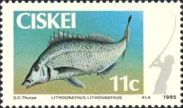 Lithognathus lithognathus, author: Collection Georges Declercq