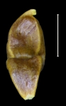 Cyperaceae