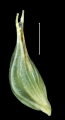 Plantae