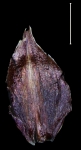 Cyperaceae