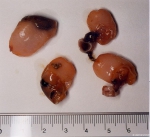 Scaphander lignarius (Linné, 1758) 