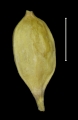 Carex pichinchensis achene, author: Lois, Ra
