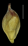 Cyperaceae