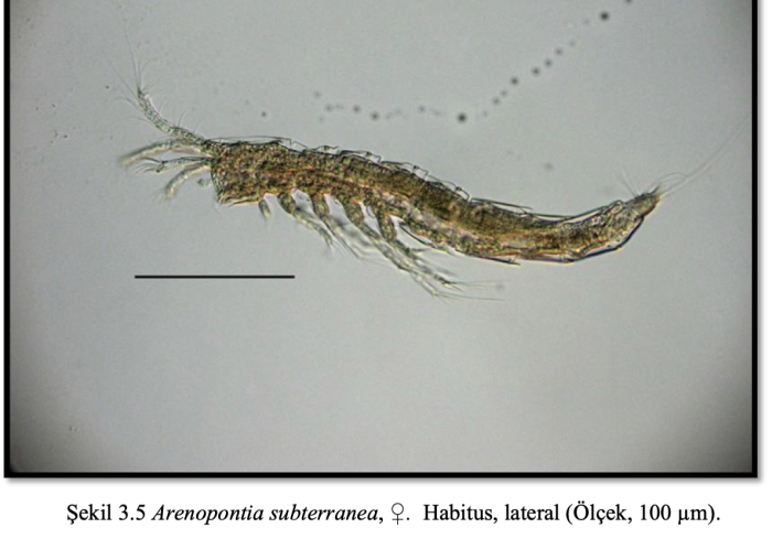 Arenopontia subterranea,