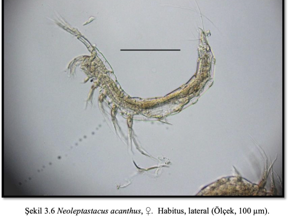 Neoleptastacus acanthus