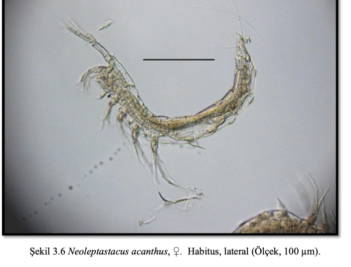 Neoleptastacus acanthus