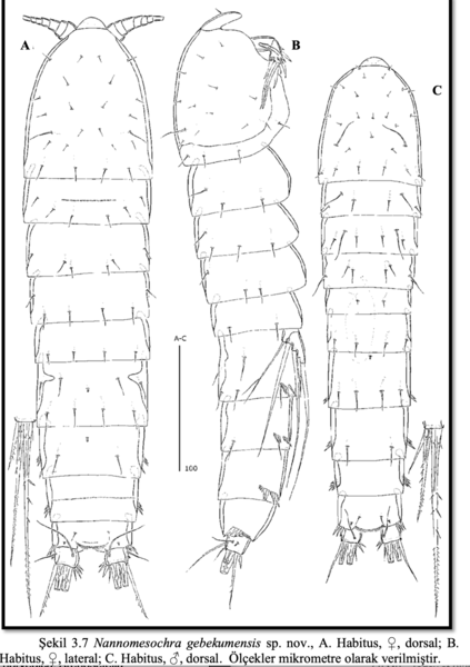 Nannomesochra gebekumensis