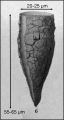 Tintinnopsis rapa 1st described as T. beroidea var. a by Brandt