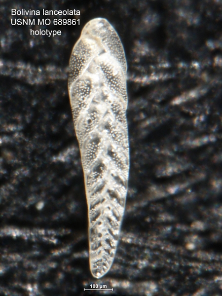 Bolivina daggarius Parker, 1955, new name for Bolivina lanceolata Parker 1954