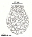 Figure 2 from Hada 1932 