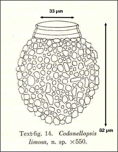 Figure from Hada 1932
