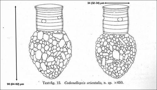 Figure from Hada 1932
