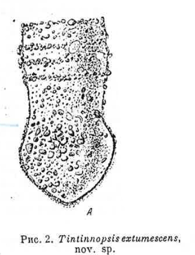 Figure from Strelkow (or Strelkov) 1953