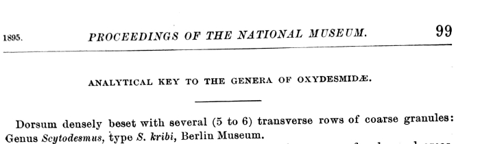 Original description Scytodesmus kribi p. 99