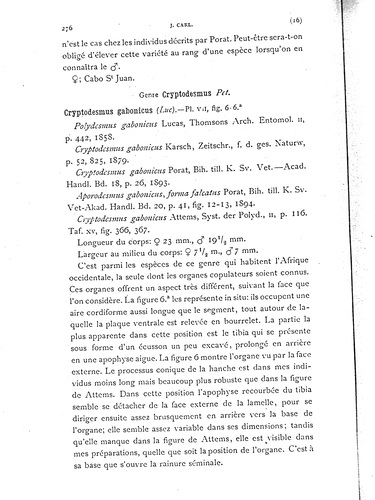 Original description Oxydesmus valdaui var. multituberculatus p. 276