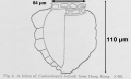 Figure from Campbell 1935
