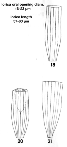 Figure from Silav 1956