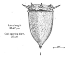 Figure from Lecal 1954, author: Dolan, John