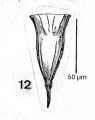 figure from plate. 4 of Paulmier 1997, author: Dolan, John