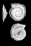 Turrispirillina diversiformis McCulloch, 1981