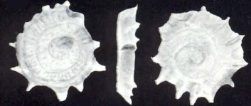 Spirillina tobagoensis McCulloch, 1981, author: Consorti, Lorenzo