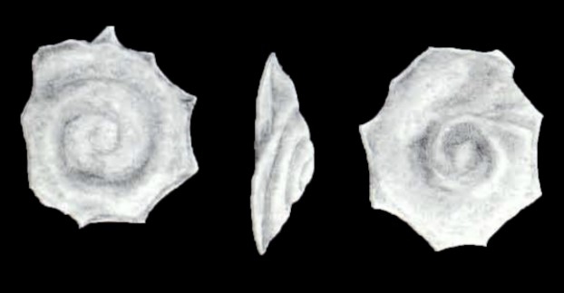 Mychostomina leveliana McCulloch, 1981