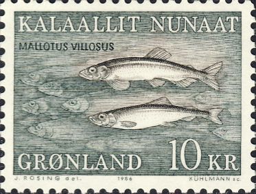 Mallotus villosus Mallotus villosus