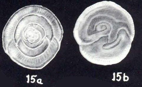 Patellina (?) caledoniana McCulloch, 1981