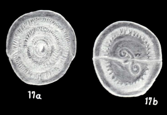 Patellina erugata McCulloch, 1981