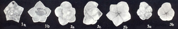 Angulodiscorbis (?) tobagoensis McCulloch, 1981