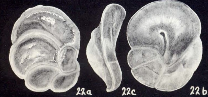 Neoheronallenia arubaensis McCulloch, 1981