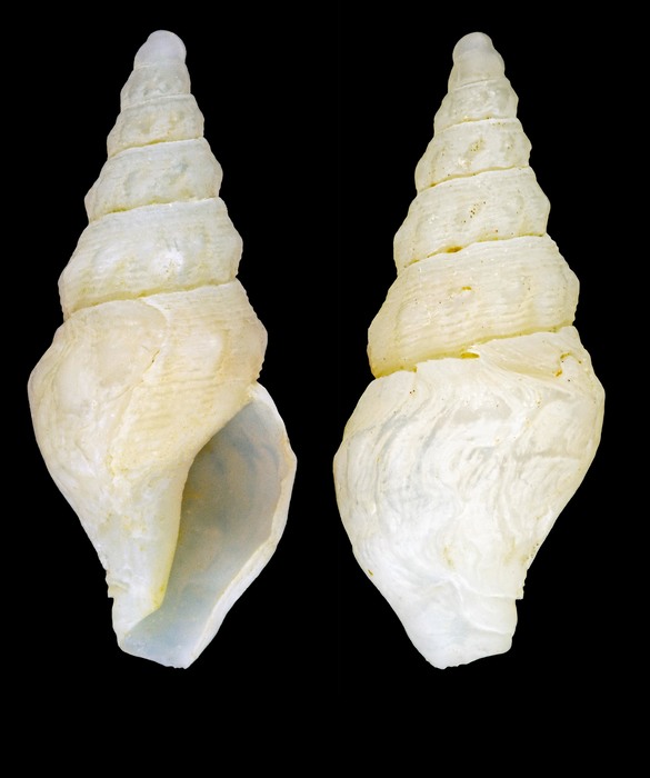 Typhlomangelia nivalis (Lovén, 1846) - Iceland N- 7.9 mm