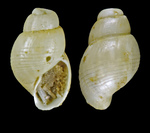 Ondina coarctata (G. O. Sars, 1878) - Iceland NW - 1.3 mm