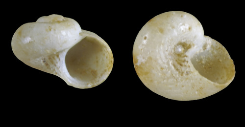 Skenea ossiansarsi Warén, 1991 - Iceland W - 1.3 mm