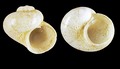 Skenea trochoides (Friele, 1876) -Iceland W - 1.8 mm