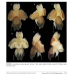 Lernanthropus hexodonis