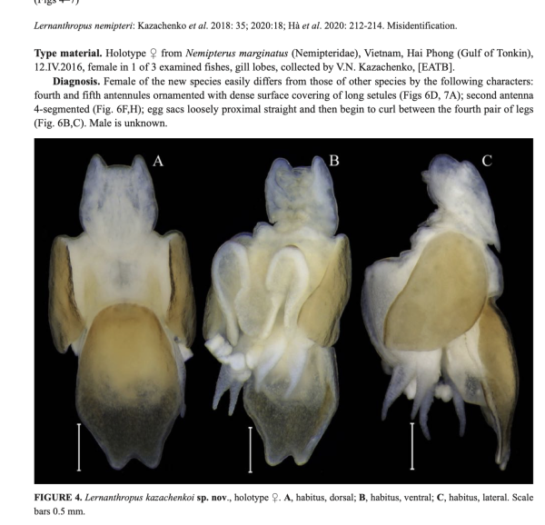 Lernanthropus kazachenkoi
