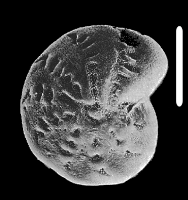 Retroelphidium anabarense Levchuk &amp; Gudina in Gudina &amp; Levchuk 1989 topotype