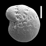 Cribroelphidium calvomarcilesei Hayward and Langer n. sp., paratype