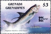 Megalops atlanticus, author: Collection Georges Declercq